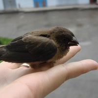 �칫�ұر�--��������