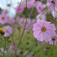 ���Ÿ�ɣ����;�����