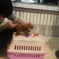 ΢Сذǰ֫ͷһԿӻϸ~