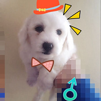 ҪĹ𣿱һһĸѩĸ˫Ѫͳ