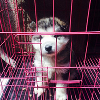 Լҵİ˹Ȯʹһֻ۸񲻸