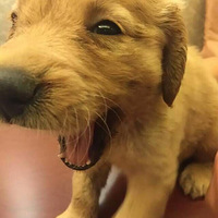 ë       ֻ       ϲëı