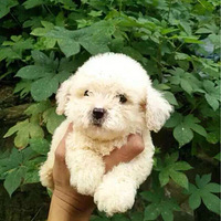 ��Ϧ����ȫ���ؼ�1500���ٶ���