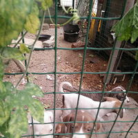 �ھӼҵı��Ʊ���Ȯ ϡ����