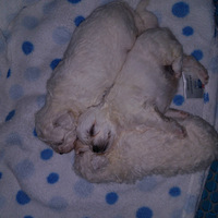 �Լ����ı���һ��