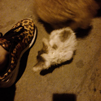 ��һֻСè������