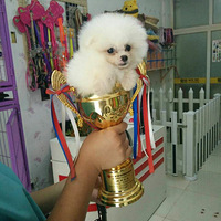 �ȳ���������