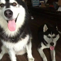 ����һֻ����˹�ӣ��������˻��ߺ���������