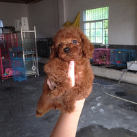 ϴ�������������Ů˧�磬2��4ĸ���ؼ��