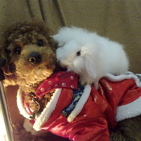 �Լ��ҹ����Ĺ������������