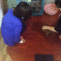 ��ŮСĸ����һֻ���ؼۼ�������