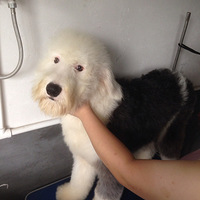 ������7�����£���ͷ�Ŵ�����Ȯ����������