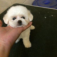 ��Ŀ�������