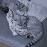 ��ɫ����Ӣ���������ˣ�����