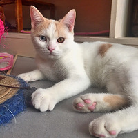 ����èè���ۣ�