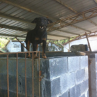 һ̥���˾Ÿ�