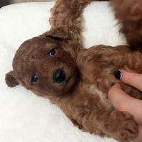 ������ܰ�b��