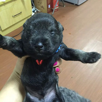 ���Ҽ�ѩ���𱦱��Ҽҳ��ˣ�����������ϲ���ļҳ���ϵ�Ұ�����