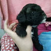 ���һֻ����������������۸���ˣ�˭��Ҫ����