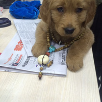 ���н�ë�������ۡ�ϲ���������������ɡ�