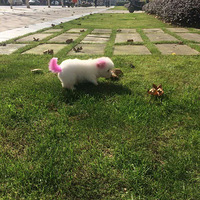 �ɰ�����2ĸ