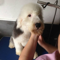 �Ÿ��¹Ŵ�����Ȯ��600Ԫ���������������