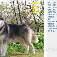 CH����ֱ��Ů�����ˡ�