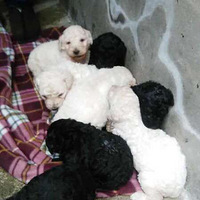  �ȳ���������3