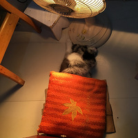 ��ʯС����  ϲ���Ŀ���