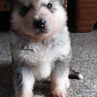 ����˹��