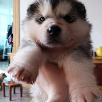 ����˹�������ˣ��ϸ���Ƶ����Ƭ��