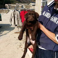 �������� ���� ���� ţͷ�� С¹ ϲ�����ٶ�