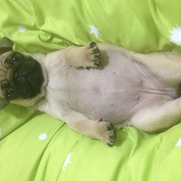 Ʒ�ʰ͸�ת��