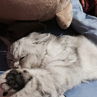 ˶����ٰ���ôû����è��ģ�