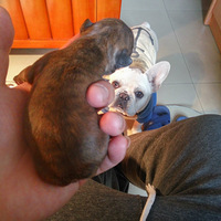 �ٰ����ط�ţ