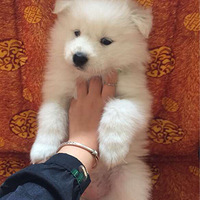 �Լ���Ħ  ÿ�������Ƭ  Խ����Խ���ú�����