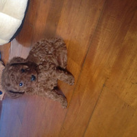 �����������������У�ϲ��������ֻ��һֻ��һֻ������