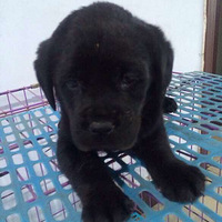 ��ɫ��������6��ȫ����Ŀǰ36������һ��