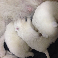 �����ȱ���Ħһ�ѣ���ͼ������