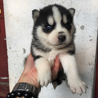 ʿ һĸ  оƷ̰๫ ˸ Ħ ű