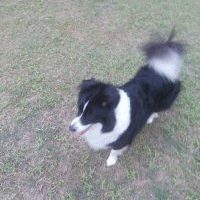 31512ʧһֻڰɫ˰æң