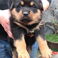   ë  ̩   ˴ һѵѪͳűԤ