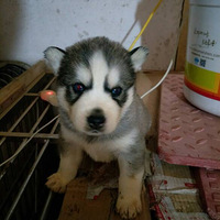 ʿˣϲļӡ15906684874