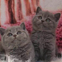 һӢèĸУϲĻӭſè