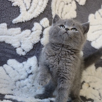 һӢèĸУϲĻӭſè