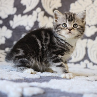 һ¼ңĸм۸񲻸߷Ŀſè