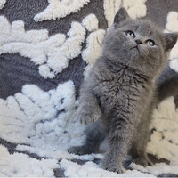 һӢèҿˣݸĻӭſè