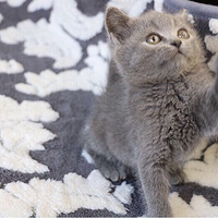 һӢèҿˣݸĻӭſè