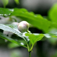 棡ٰ÷ţ