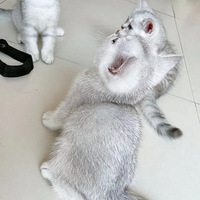Сè¼